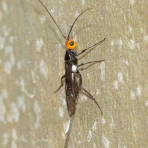 Braconidae (family) at Acton, ACT - 15 Dec 2020