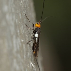 Braconidae (family) at Acton, ACT - 15 Dec 2020