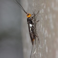 Braconidae (family) at Acton, ACT - 15 Dec 2020