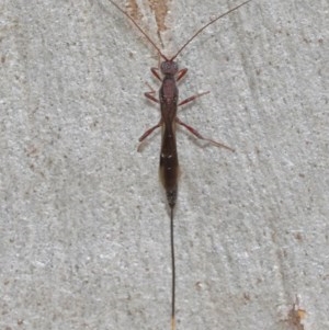 Doryctinae (subfamily) at Acton, ACT - 15 Dec 2020