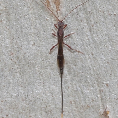 Doryctinae (subfamily) (Doryctine braconid wasp) at Acton, ACT - 15 Dec 2020 by TimL