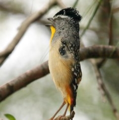 Pardalotus punctatus (Spotted Pardalote) at Acton, ACT - 15 Dec 2020 by TimL