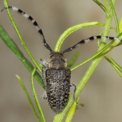 Ancita sp. (genus) (Longicorn or longhorn beetle) at ANBG - 14 Dec 2020 by TimL