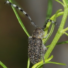 Ancita sp. (genus) at Acton, ACT - 14 Dec 2020