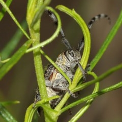 Ancita sp. (genus) at Acton, ACT - 14 Dec 2020