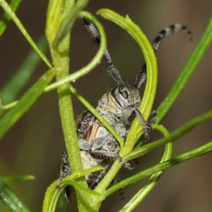 Ancita sp. (genus) at Acton, ACT - 14 Dec 2020