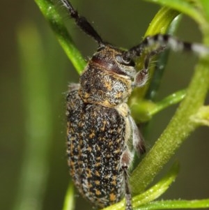 Ancita sp. (genus) at Acton, ACT - 14 Dec 2020