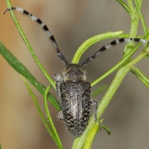 Ancita sp. (genus) at Acton, ACT - 14 Dec 2020