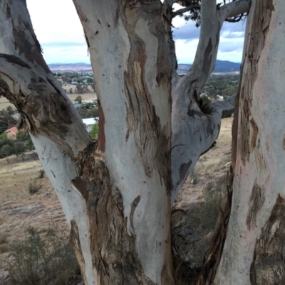 Eucalyptus polyanthemos (Red Box) at Chapman, ACT - 16 Dec 2020 by Nat