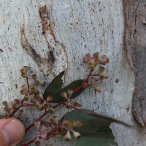 Eucalyptus polyanthemos at Chapman, ACT - 17 Dec 2020