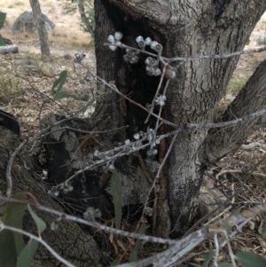 Eucalyptus nortonii at Chapman, ACT - 17 Dec 2020