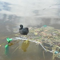 Fulica atra (Eurasian Coot) at Gungahlin, ACT - 16 Dec 2020 by TrishGungahlin