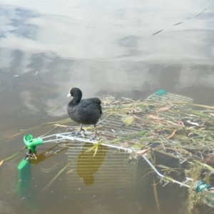 Fulica atra at Gungahlin, ACT - 16 Dec 2020