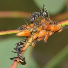 Eurymeloides bicincta at Acton, ACT - 14 Dec 2020