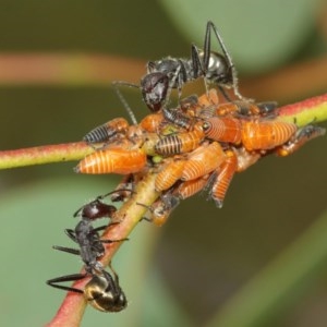 Eurymeloides bicincta at Acton, ACT - 14 Dec 2020