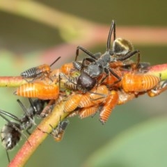 Eurymeloides bicincta at Acton, ACT - 14 Dec 2020