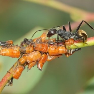 Eurymeloides bicincta at Acton, ACT - 14 Dec 2020