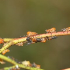 Eurymeloides bicincta at Acton, ACT - 14 Dec 2020