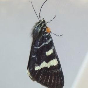 Phalaenoides glycinae at Conder, ACT - 14 Nov 2020