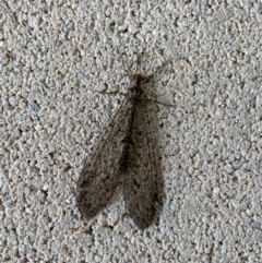 Unidentified Antlion (Myrmeleontidae) at Majura, ACT - 17 Dec 2020 by Ghostbat