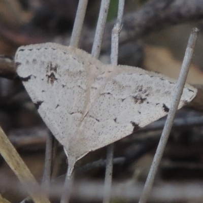 Dichromodes estigmaria (Pale Grey Heath Moth) at Conder, ACT - 3 Nov 2020 by MichaelBedingfield