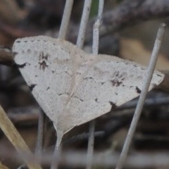 Dichromodes estigmaria (Pale Grey Heath Moth) at Tuggeranong Hill - 3 Nov 2020 by michaelb