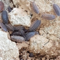 Porcellio scaber (Common slater) at Crace Grasslands - 17 Dec 2020 by tpreston