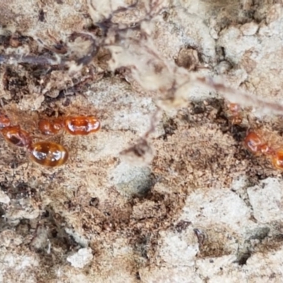 Pheidole sp. (genus) (Seed-harvesting ant) at Mitchell, ACT - 17 Dec 2020 by trevorpreston