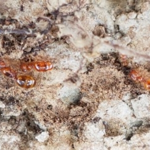 Pheidole sp. (genus) at Mitchell, ACT - 17 Dec 2020