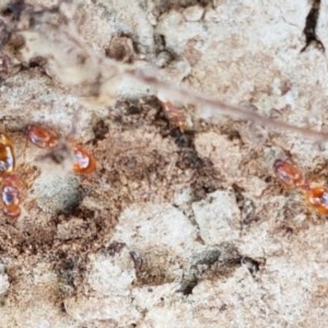 Pheidole sp. (genus) at Mitchell, ACT - 17 Dec 2020