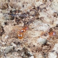 Pheidole sp. (genus) at Mitchell, ACT - 17 Dec 2020