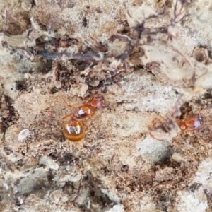 Pheidole sp. (genus) at Mitchell, ACT - 17 Dec 2020