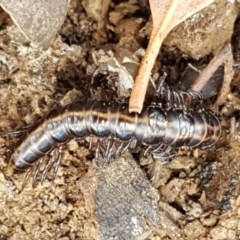 Diplopoda (class) (Unidentified millipede) at Crace Grasslands - 17 Dec 2020 by tpreston