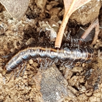 Diplopoda sp. (class) (Unidentified millipede) at Mitchell, ACT - 17 Dec 2020 by tpreston