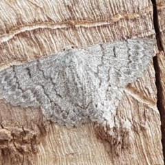 Crypsiphona ocultaria (Red-lined Looper Moth) at Mitchell, ACT - 17 Dec 2020 by tpreston