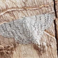 Crypsiphona ocultaria (Red-lined Looper Moth) at Crace Grasslands - 17 Dec 2020 by tpreston