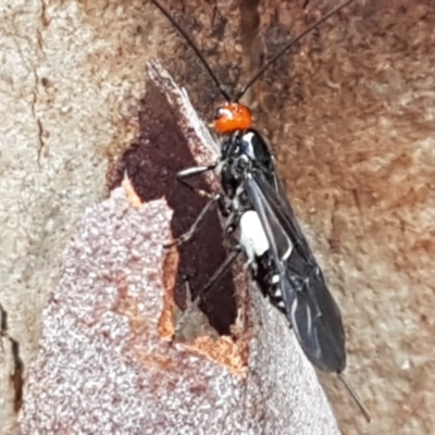 Callibracon capitator (White Flank Black Braconid Wasp) at Mitchell, ACT - 17 Dec 2020 by tpreston