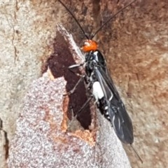 Callibracon capitator (White Flank Black Braconid Wasp) at Mitchell, ACT - 17 Dec 2020 by tpreston