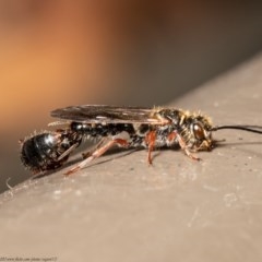 Thynninae (subfamily) (Smooth flower wasp) at ANBG - 17 Dec 2020 by Roger