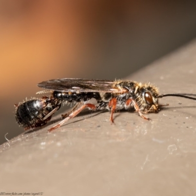 Thynninae (subfamily) (Smooth flower wasp) at ANBG - 17 Dec 2020 by Roger