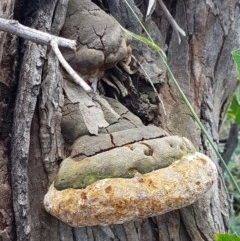 Phellinus sp. (non-resupinate) (A polypore) at Mitchell, ACT - 17 Dec 2020 by tpreston