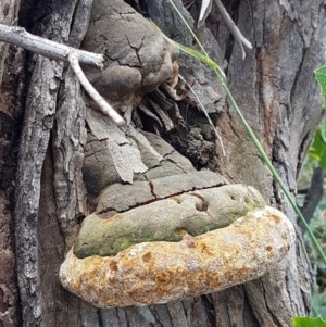 Phellinus sp. (non-resupinate) at Mitchell, ACT - 17 Dec 2020 12:42 PM