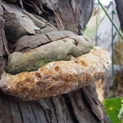 Phellinus sp. (non-resupinate) at Mitchell, ACT - 17 Dec 2020 12:42 PM