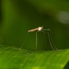 Limoniidae (family) (Unknown Limoniid Crane Fly) at Acton, ACT - 16 Dec 2020 by Roger