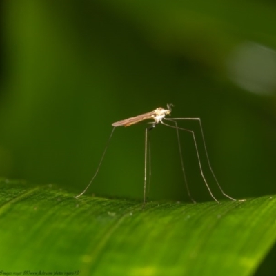 Limoniidae (family) (Unknown Limoniid Crane Fly) at ANBG - 16 Dec 2020 by Roger