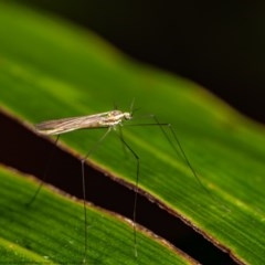 Limoniidae (family) at Acton, ACT - 17 Dec 2020