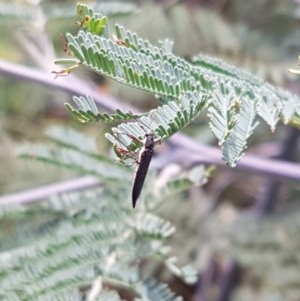 Rhinotia phoenicoptera at Mitchell, ACT - 17 Dec 2020