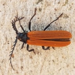 Porrostoma sp. (genus) (Lycid, Net-winged beetle) at Crace Grasslands - 17 Dec 2020 by tpreston