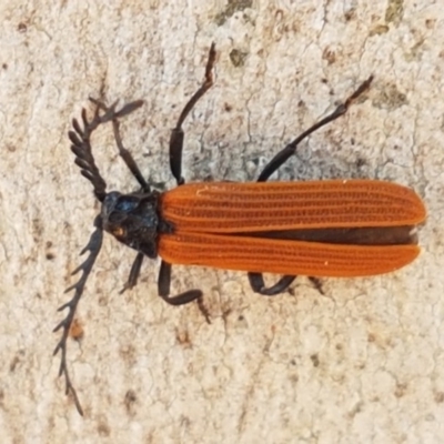 Porrostoma sp. (genus) (Lycid, Net-winged beetle) at Crace Grasslands - 17 Dec 2020 by tpreston