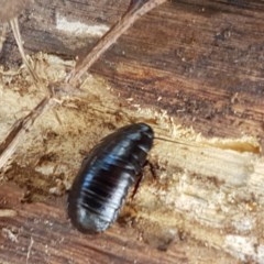 Panesthia australis (Common wood cockroach) at Mitchell, ACT - 17 Dec 2020 by trevorpreston